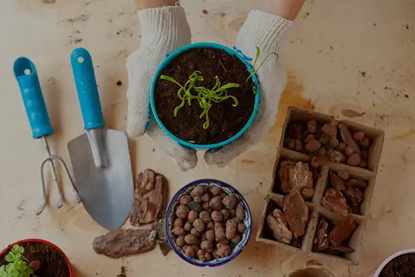 Como Escolher o Melhor Espaço em Casa para Montar Sua Horta