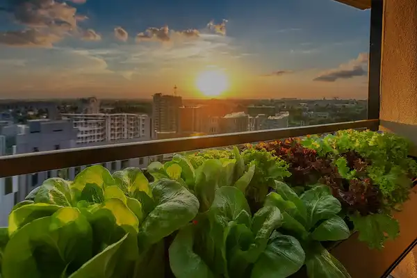 Como cultivar alface e espinafre em hortas verticais em casa