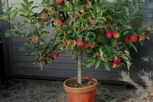 Como cultivar maçãs em vasos