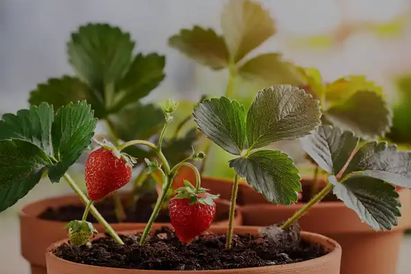 Como cultivar morangos em vasos