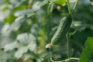 Como cultivar pepinos em hortas verticais