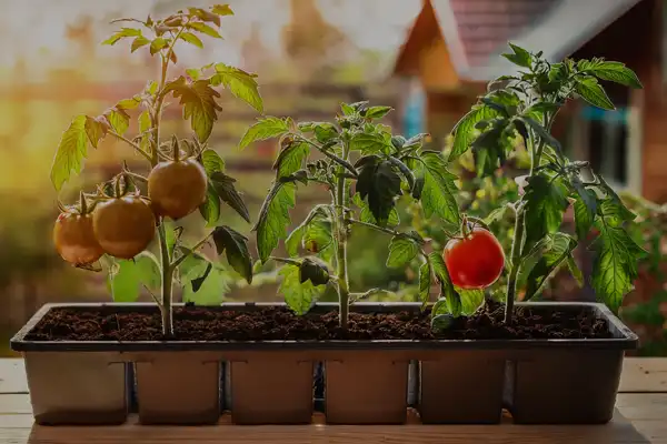 Como cultivar tomates em casa