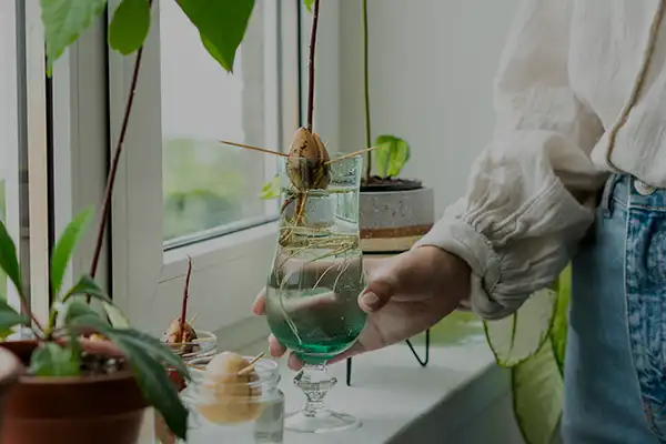 Como plantar abacates em vasos