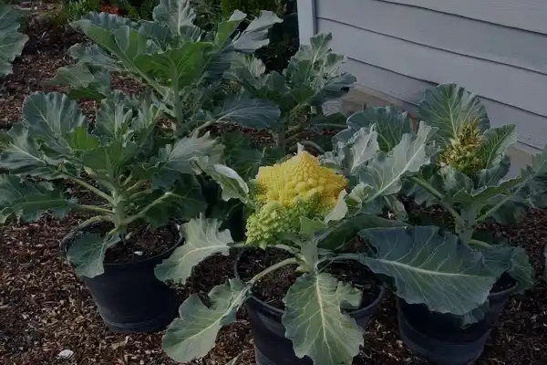 Como plantar brócolis e couve-flor em casa