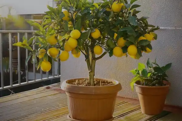 Como plantar frutas cítricas em vasos