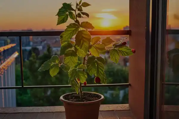 Como plantar frutas vermelhas em vasos