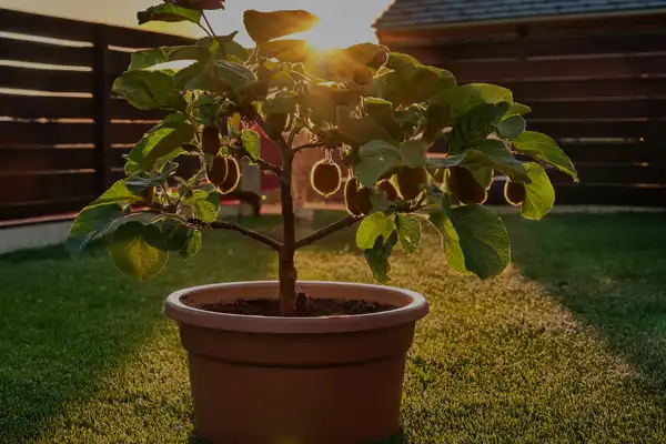 Como plantar kiwis em vasos