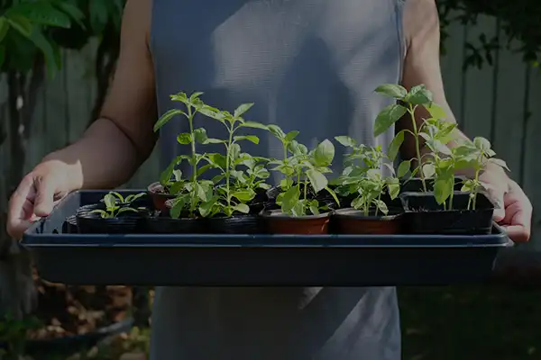 como preparar uma horta em casa